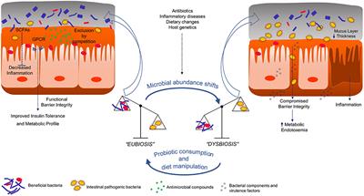 Commensal Obligate Anaerobic Bacteria and Health: Production, Storage, and Delivery Strategies